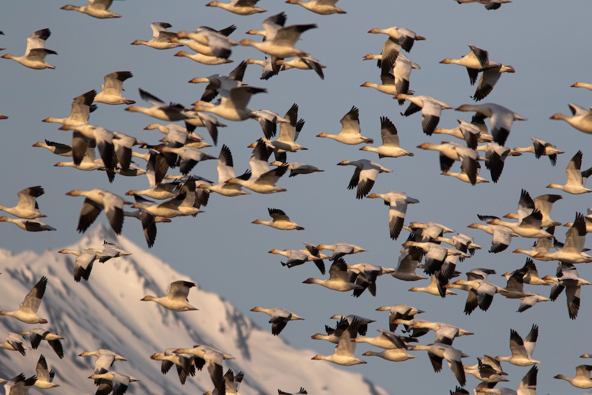 Snow Goose - ML382606361