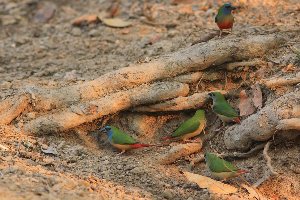 Pin-tailed Parrotfinch - ML382607041