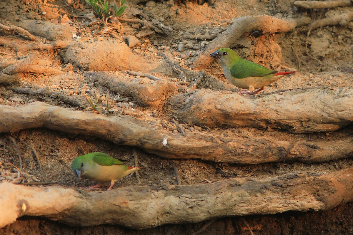 Pin-tailed Parrotfinch - ML382607051