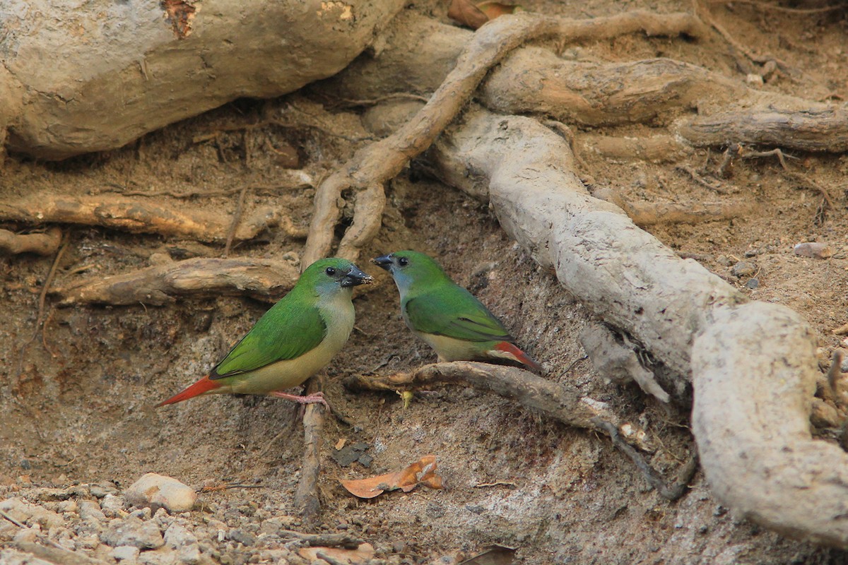 Pin-tailed Parrotfinch - ML382607061