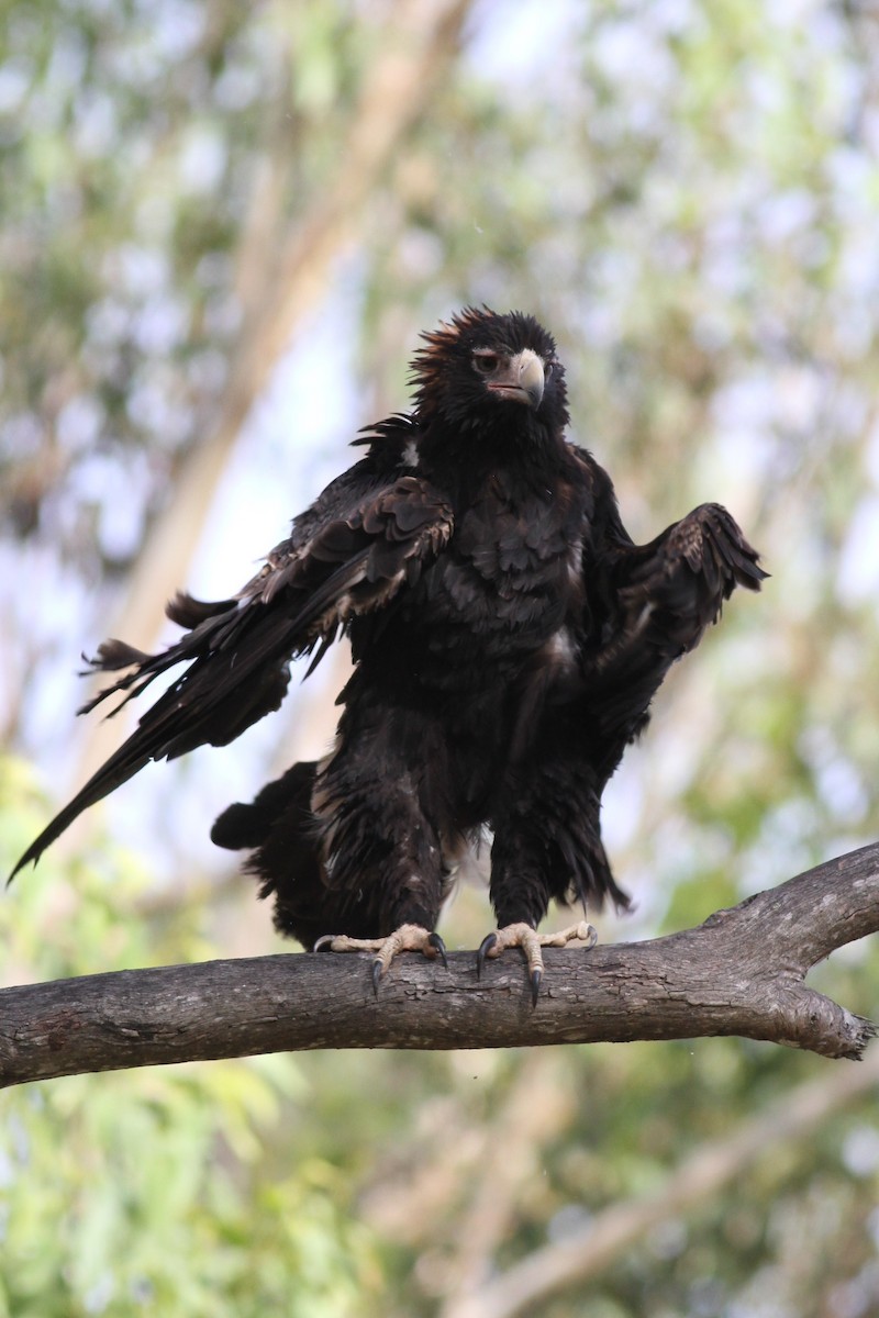 Wedge-tailed Eagle - ML38260711