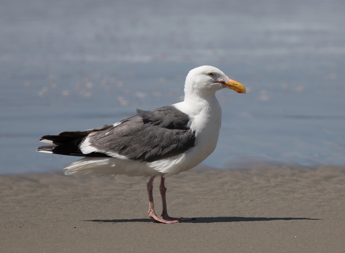 Gaviota Occidental - ML382607161