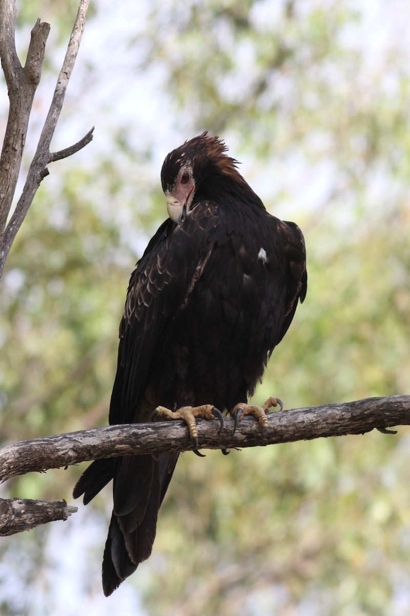 Wedge-tailed Eagle - ML38260721