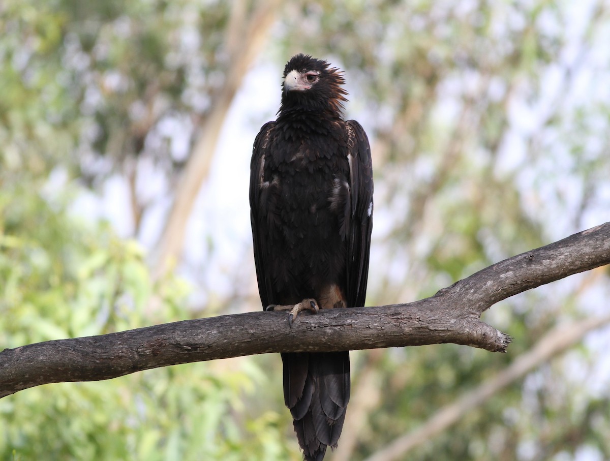 Wedge-tailed Eagle - ML38260731