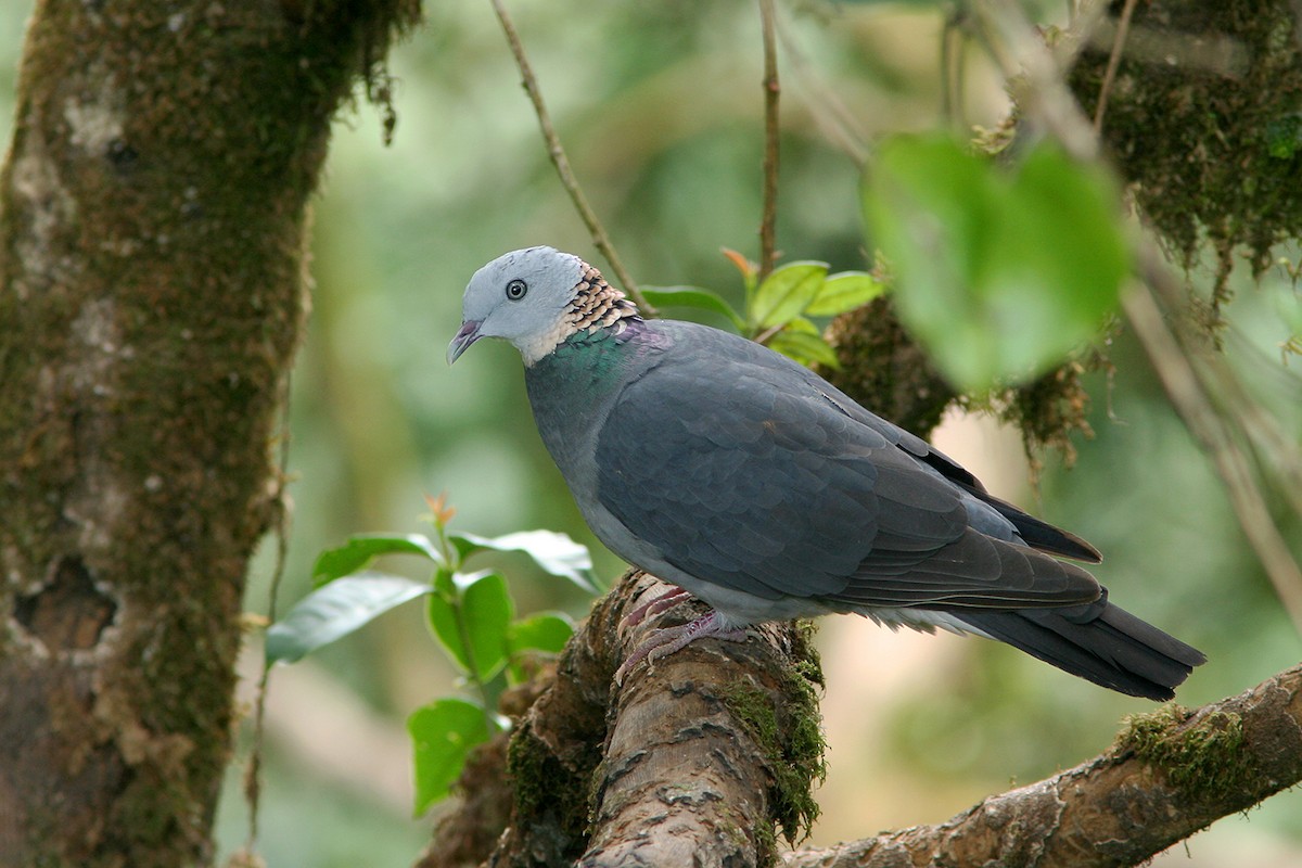 Ashy Wood-Pigeon - Ayuwat Jearwattanakanok