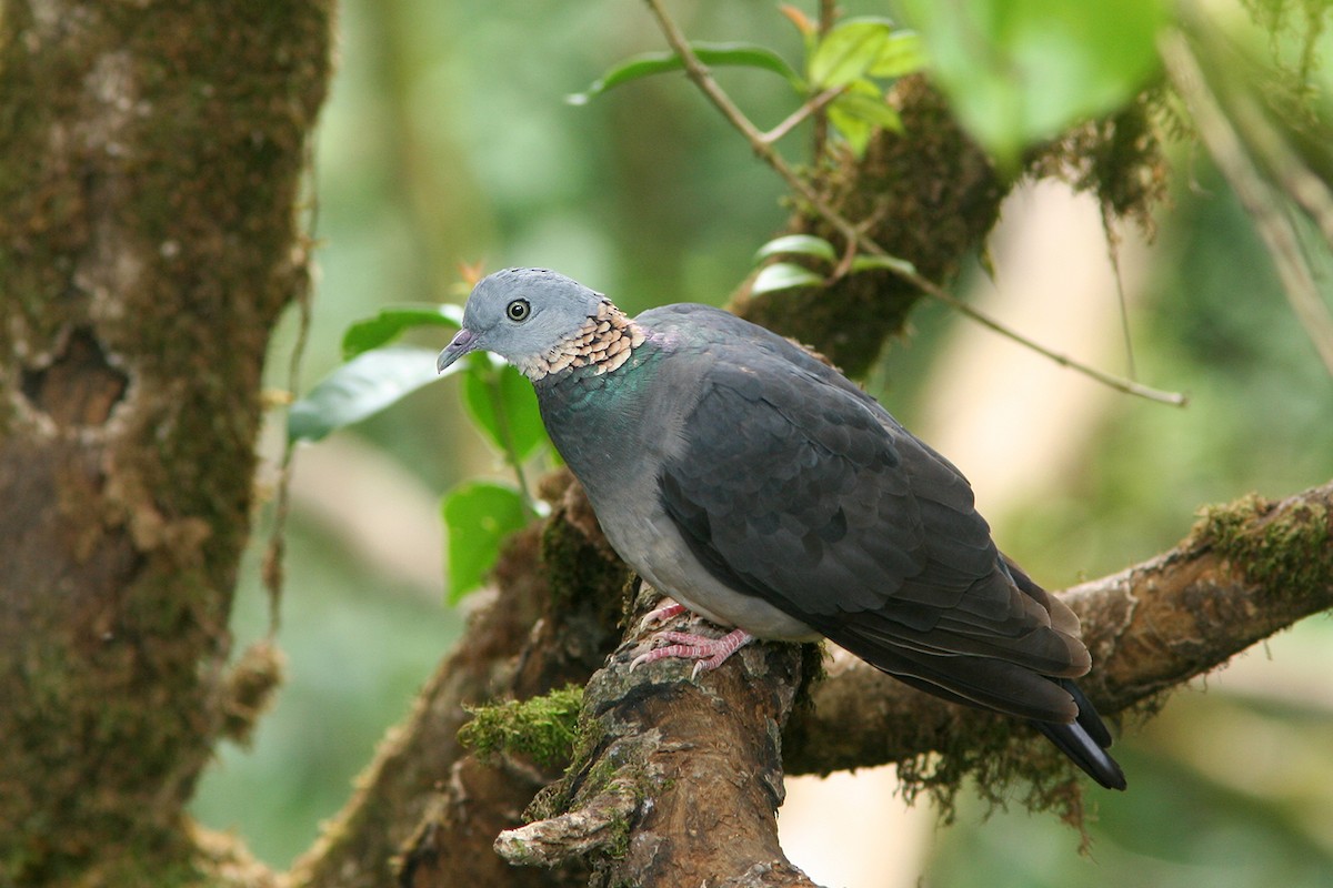 Ashy Wood-Pigeon - Ayuwat Jearwattanakanok