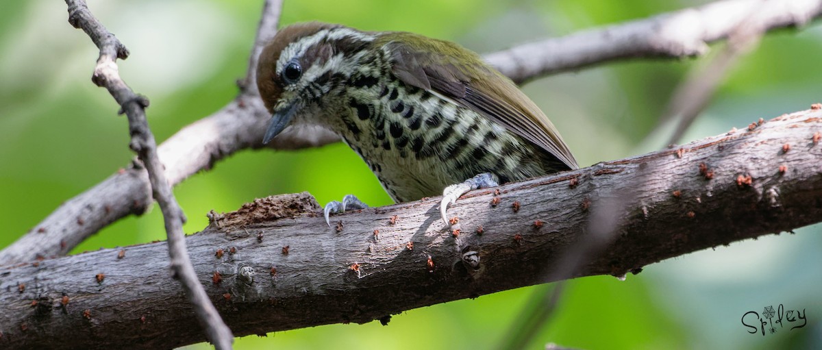 Speckled Piculet - ML382610641