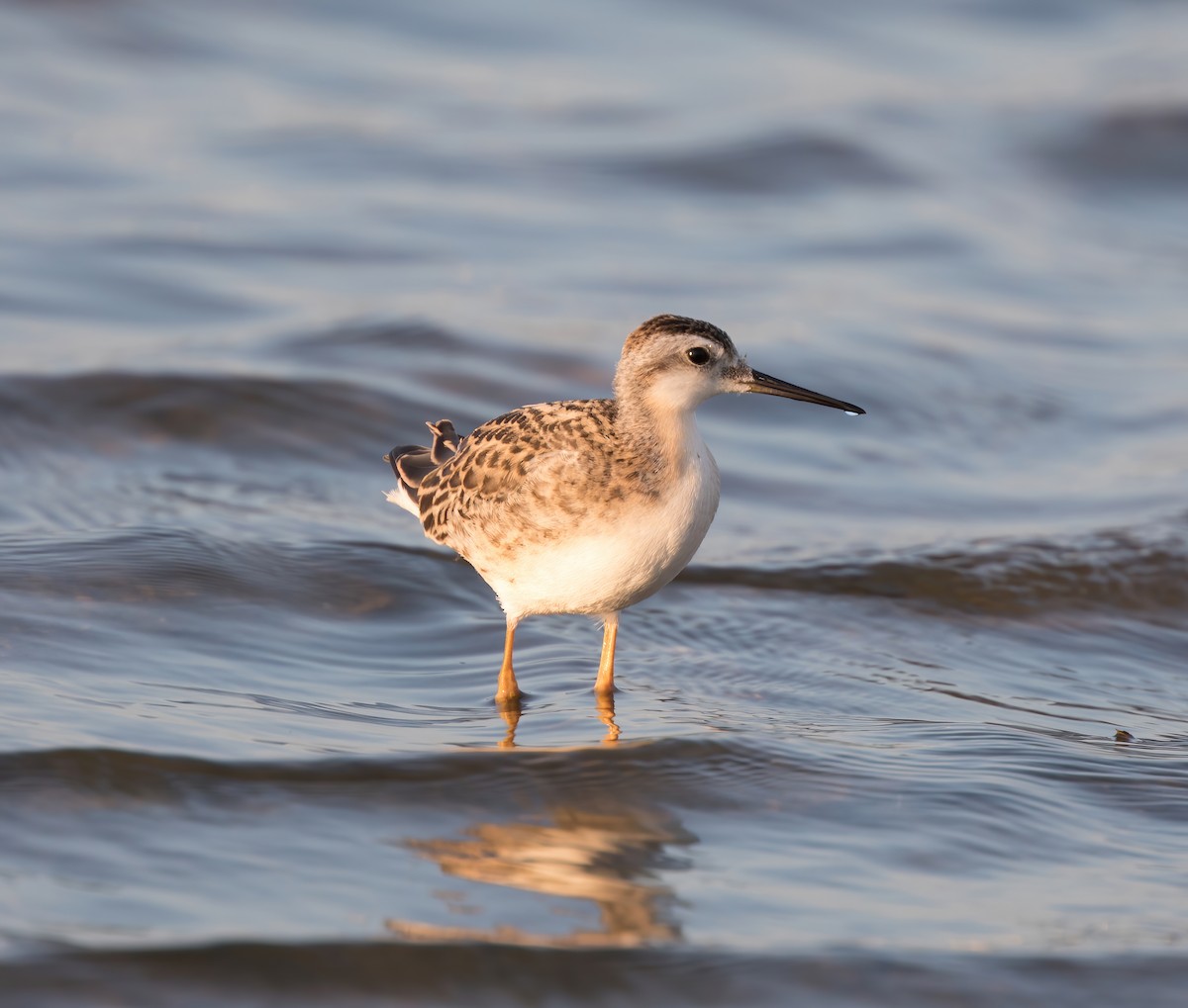 Wilson's Phalarope - ML382611031