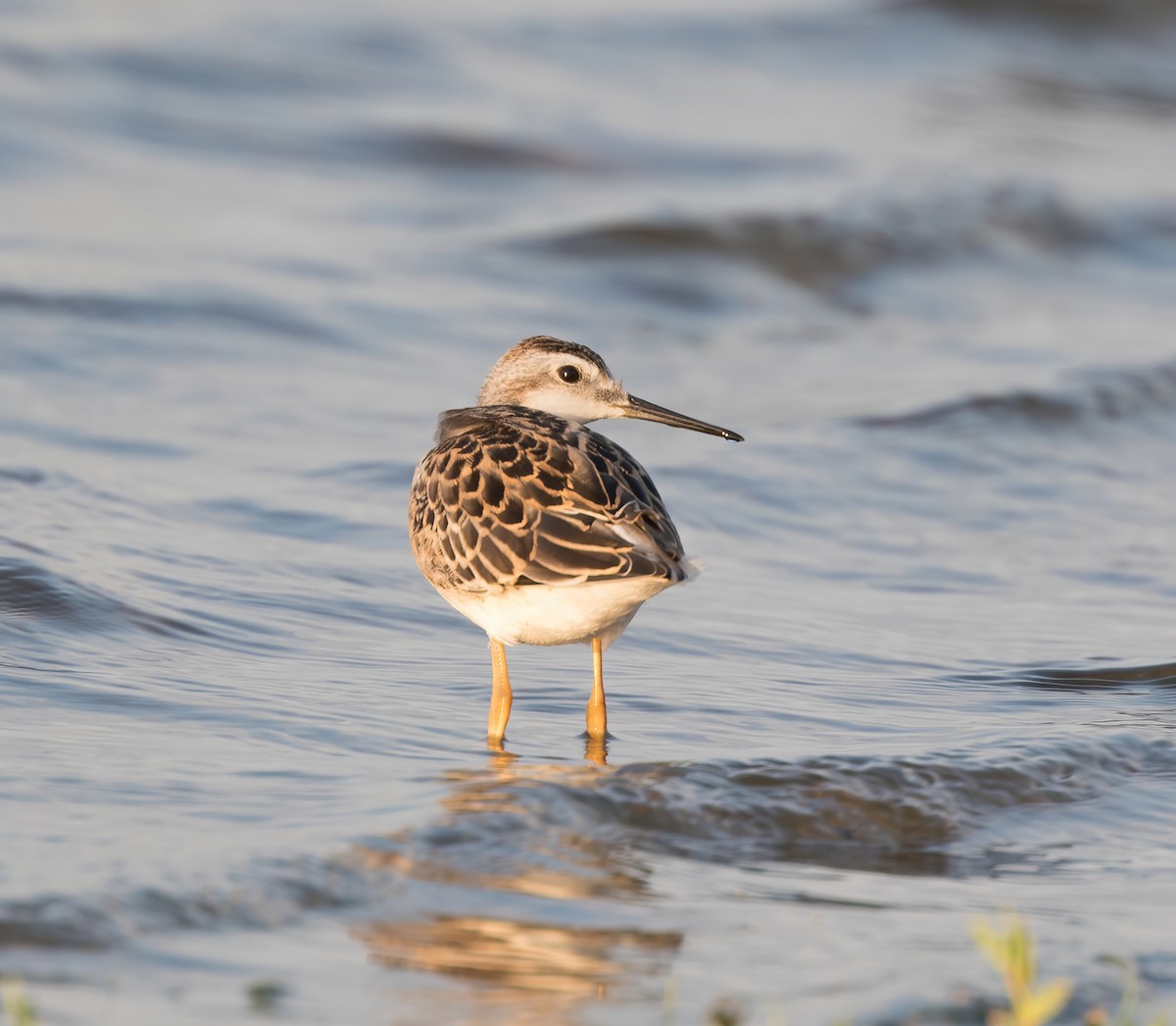 Wilson's Phalarope - ML382611061