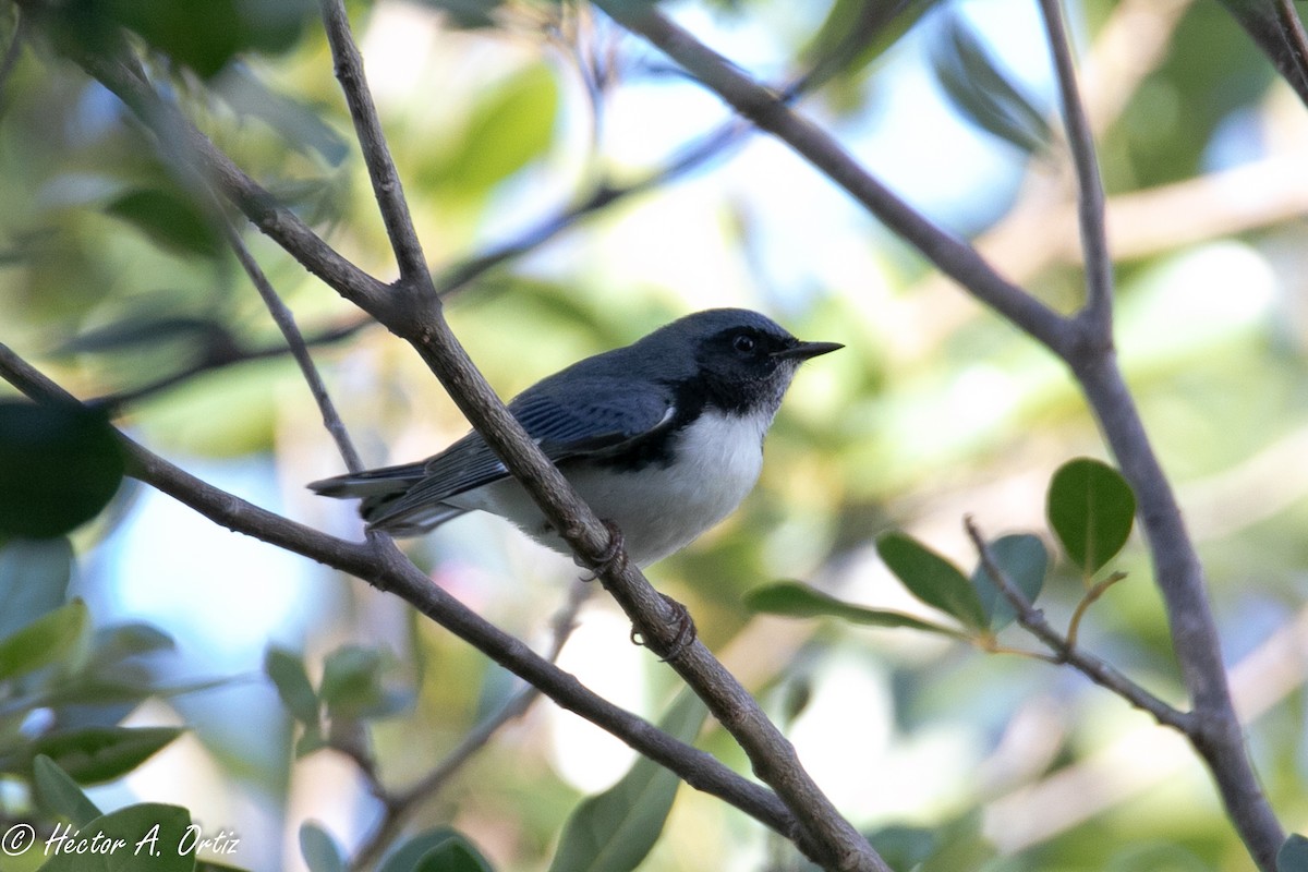 Black-throated Blue Warbler - ML382611531