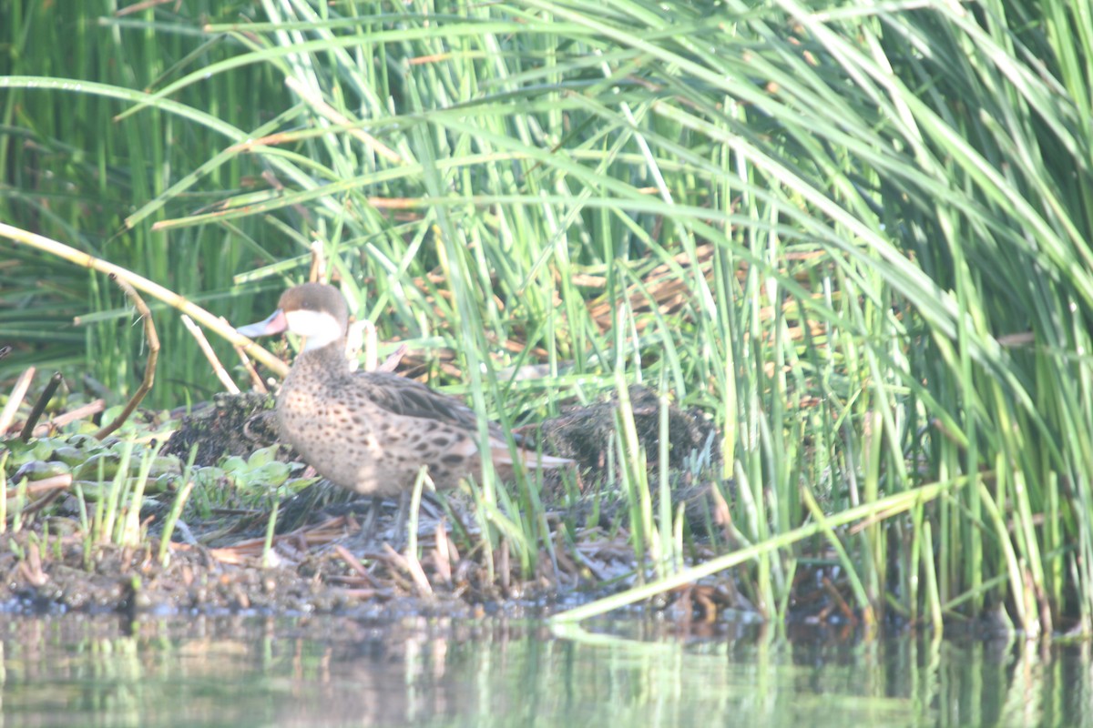 White-cheeked Pintail - ML382613261