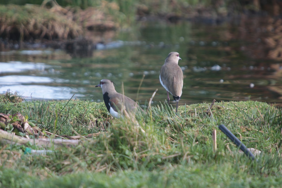 Southern Lapwing - ML382613291