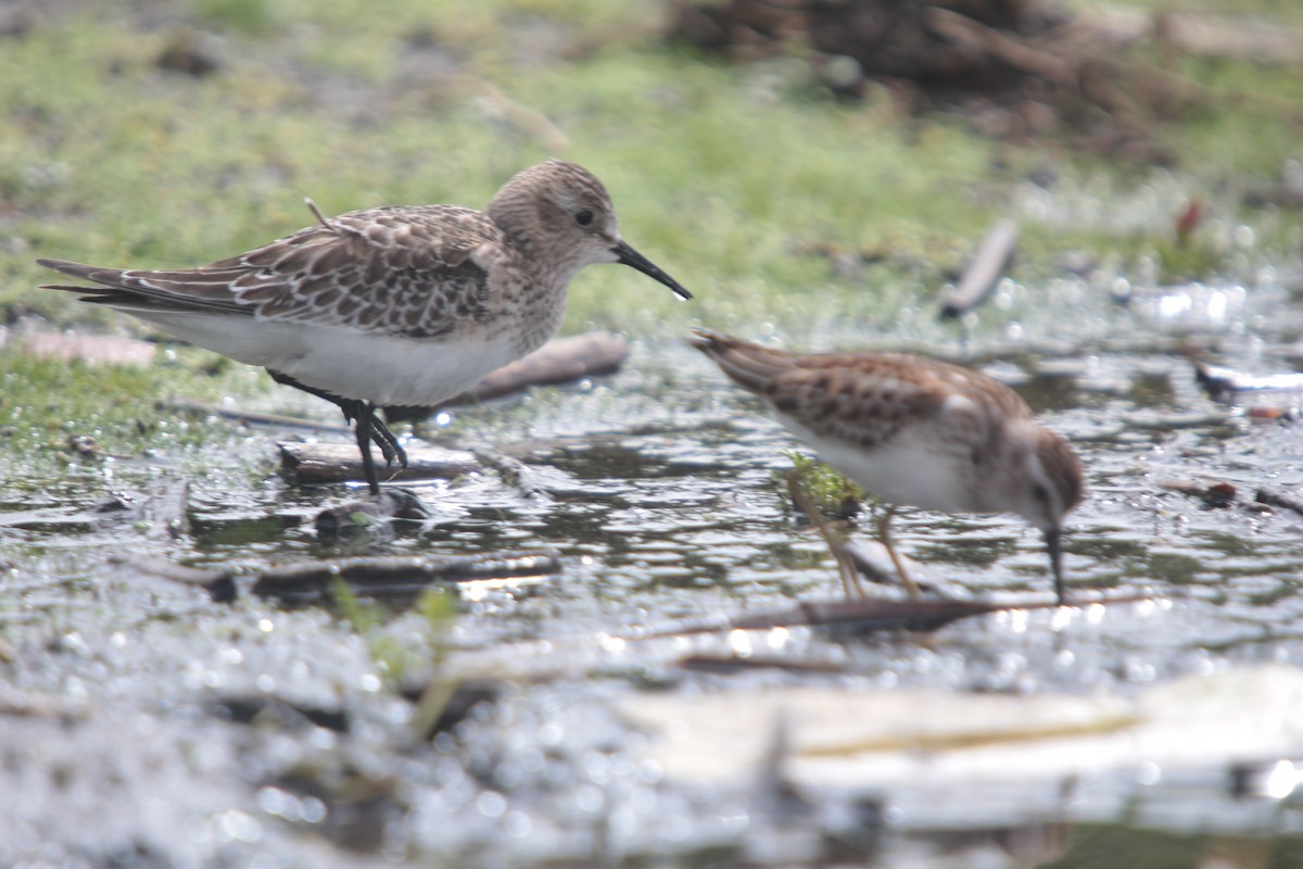 Baird's Sandpiper - ML382613351
