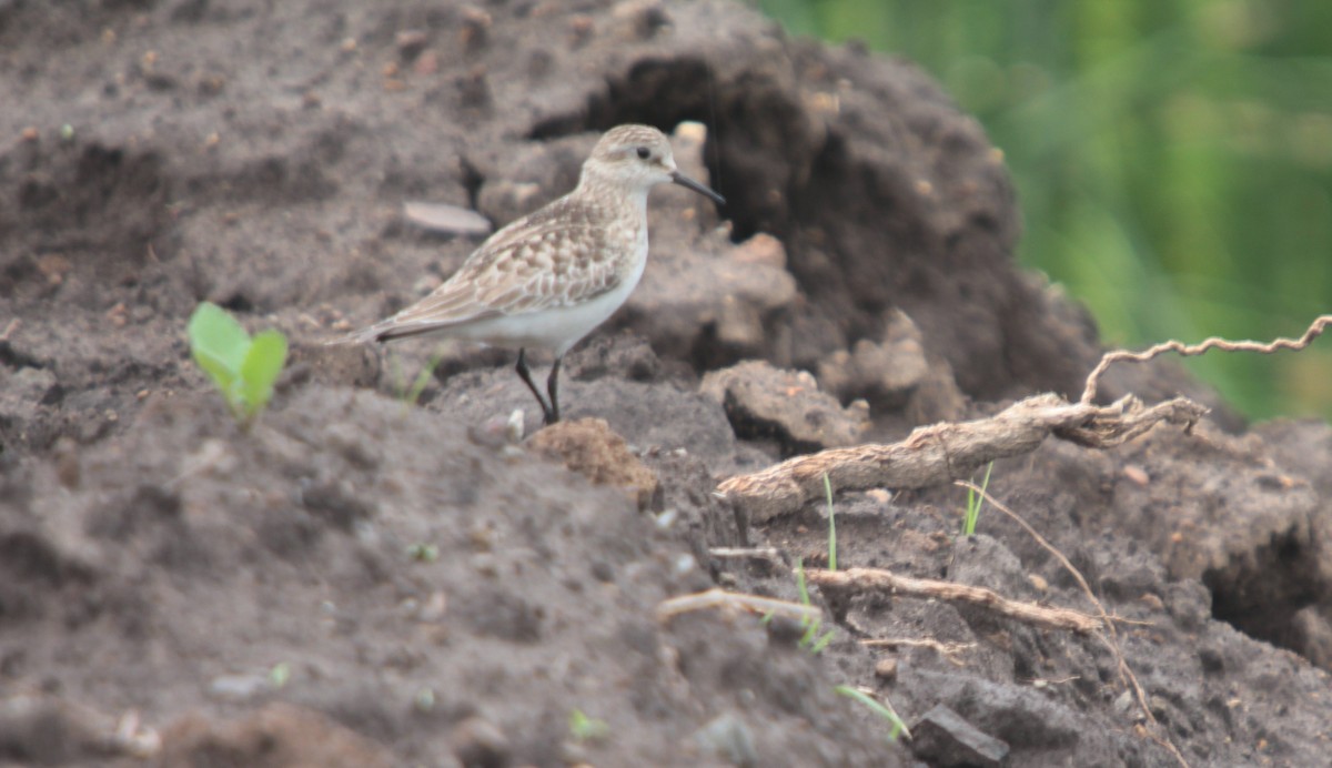 Baird's Sandpiper - ML382613501