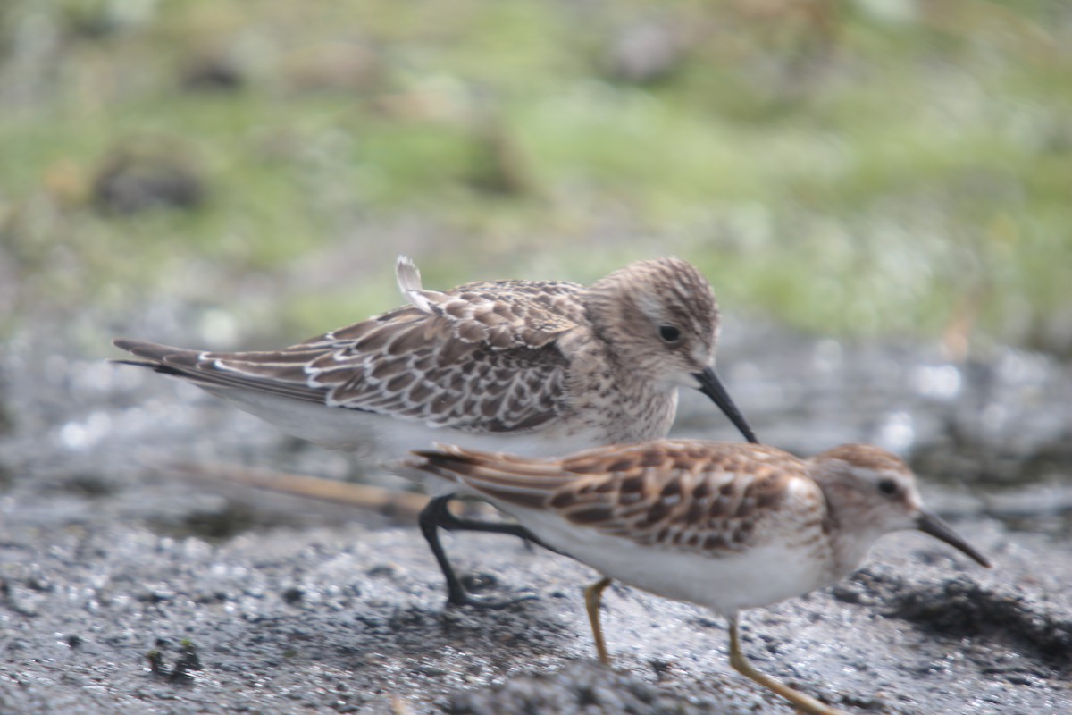Least Sandpiper - ML382613671