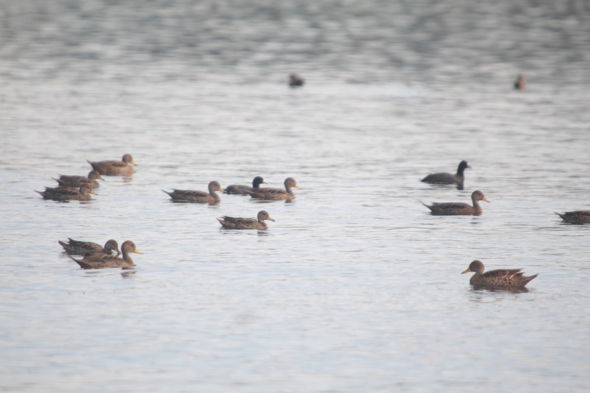 Yellow-billed Pintail - ML382613971