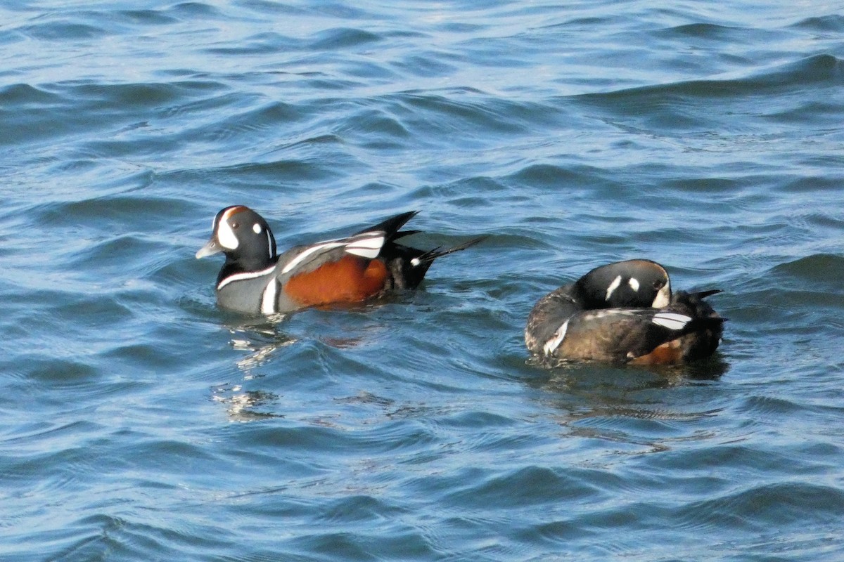 Harlequin Duck - ML382615281