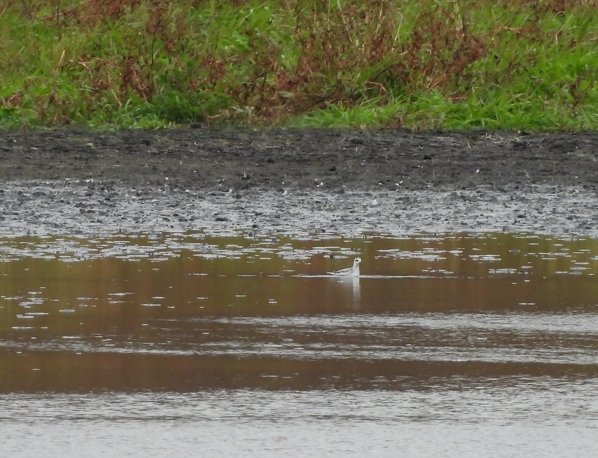 Red Phalarope - ML382616411