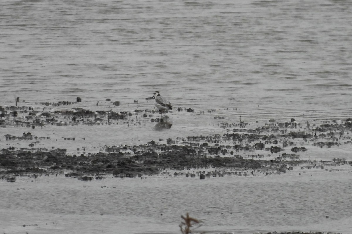 Red Phalarope - ML382616621