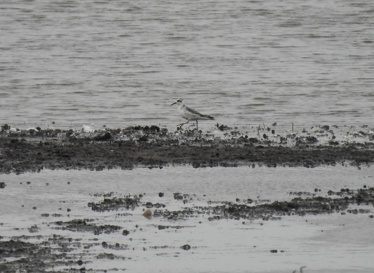 Red Phalarope - ML382616681