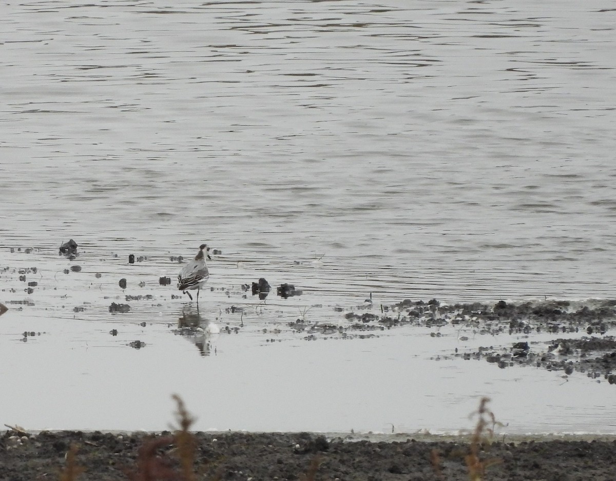 Red Phalarope - ML382616691