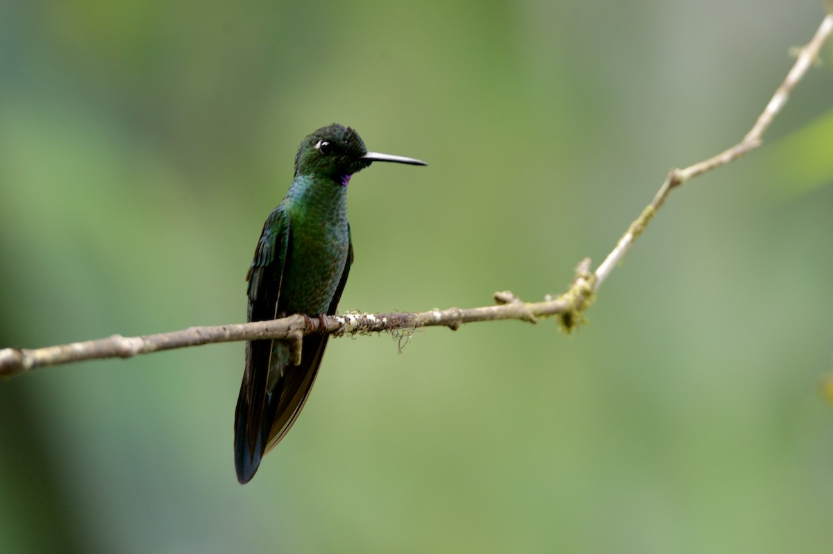 Green-crowned Brilliant - ML382617141