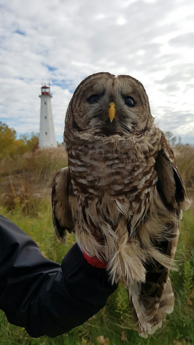 Barred Owl - Alvan Buckley