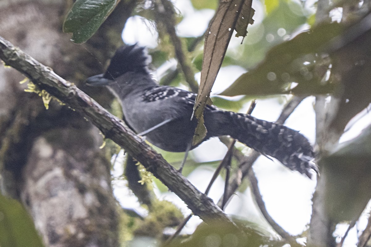 Batará Gigante - ML382617891