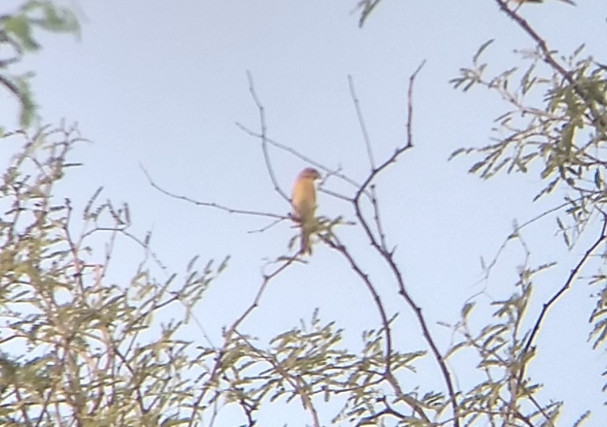 Dickcissel - ML382618751