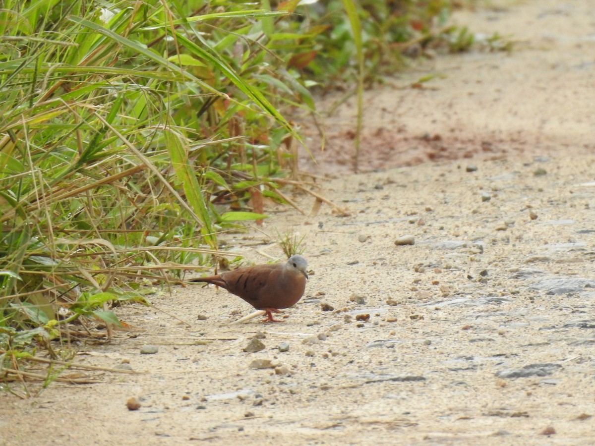 Ruddy Ground Dove - Jhony Mangash Macas