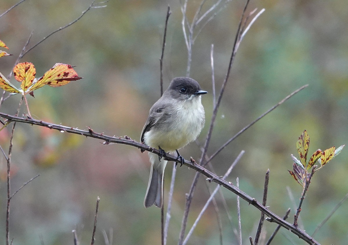 Eastern Phoebe - ML382620951