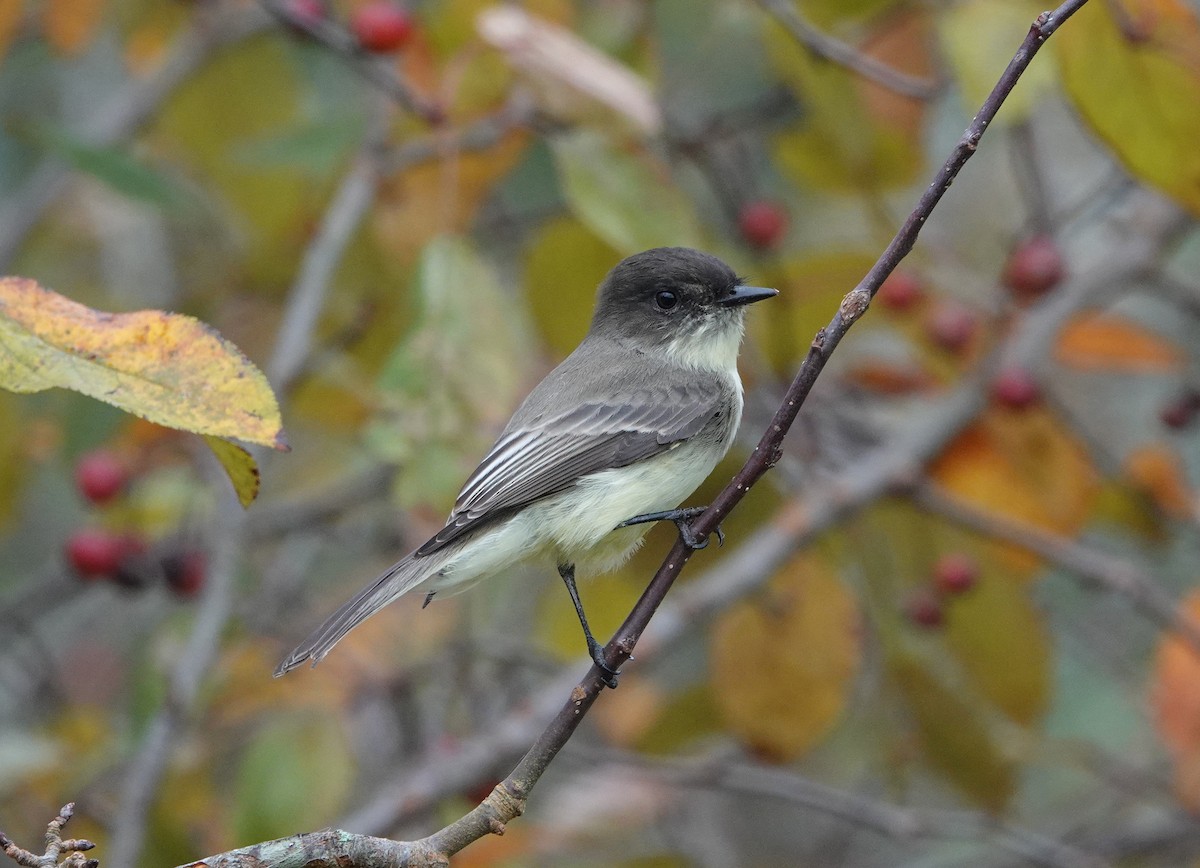 Eastern Phoebe - ML382621031