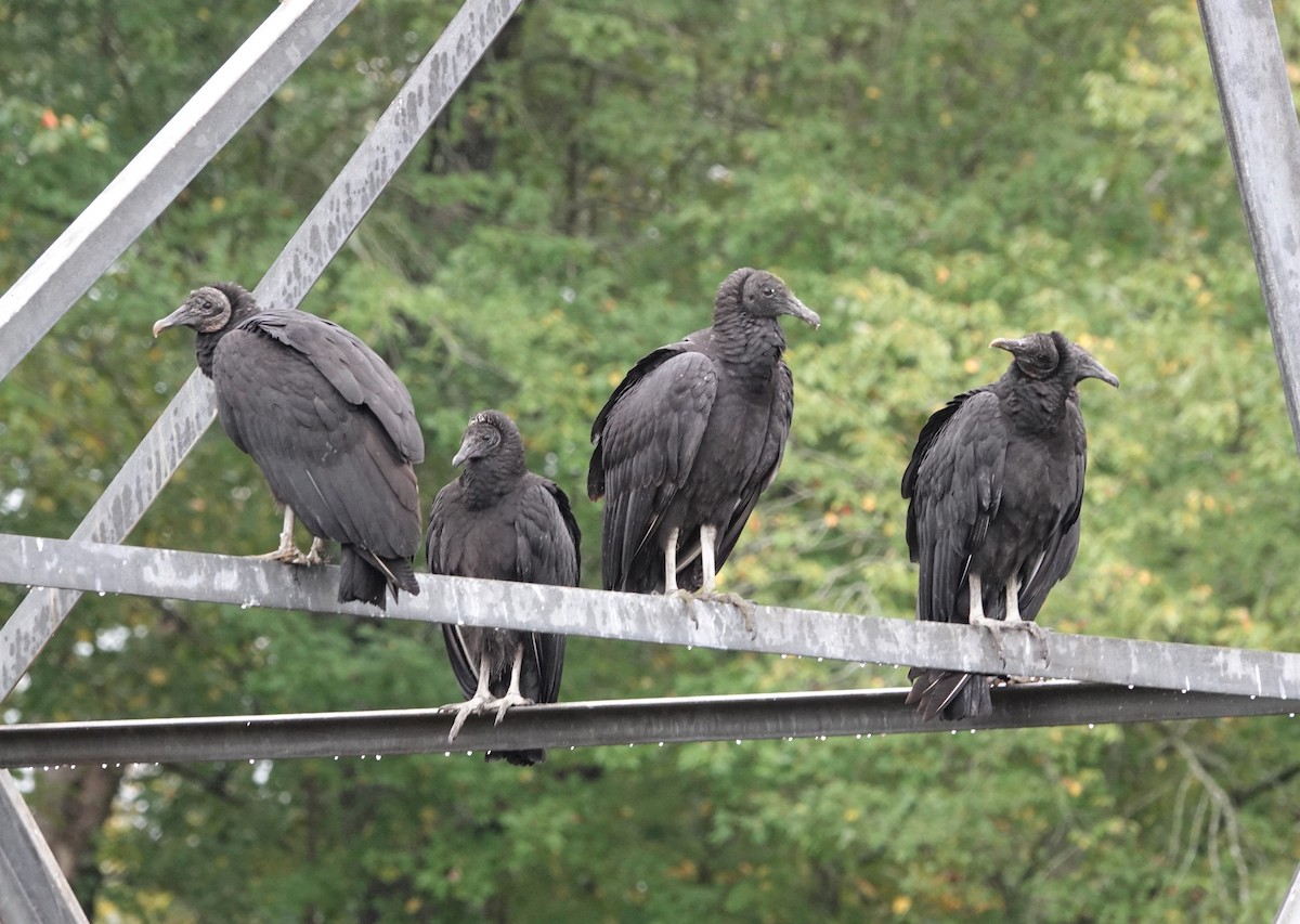 Black Vulture - ML382621601