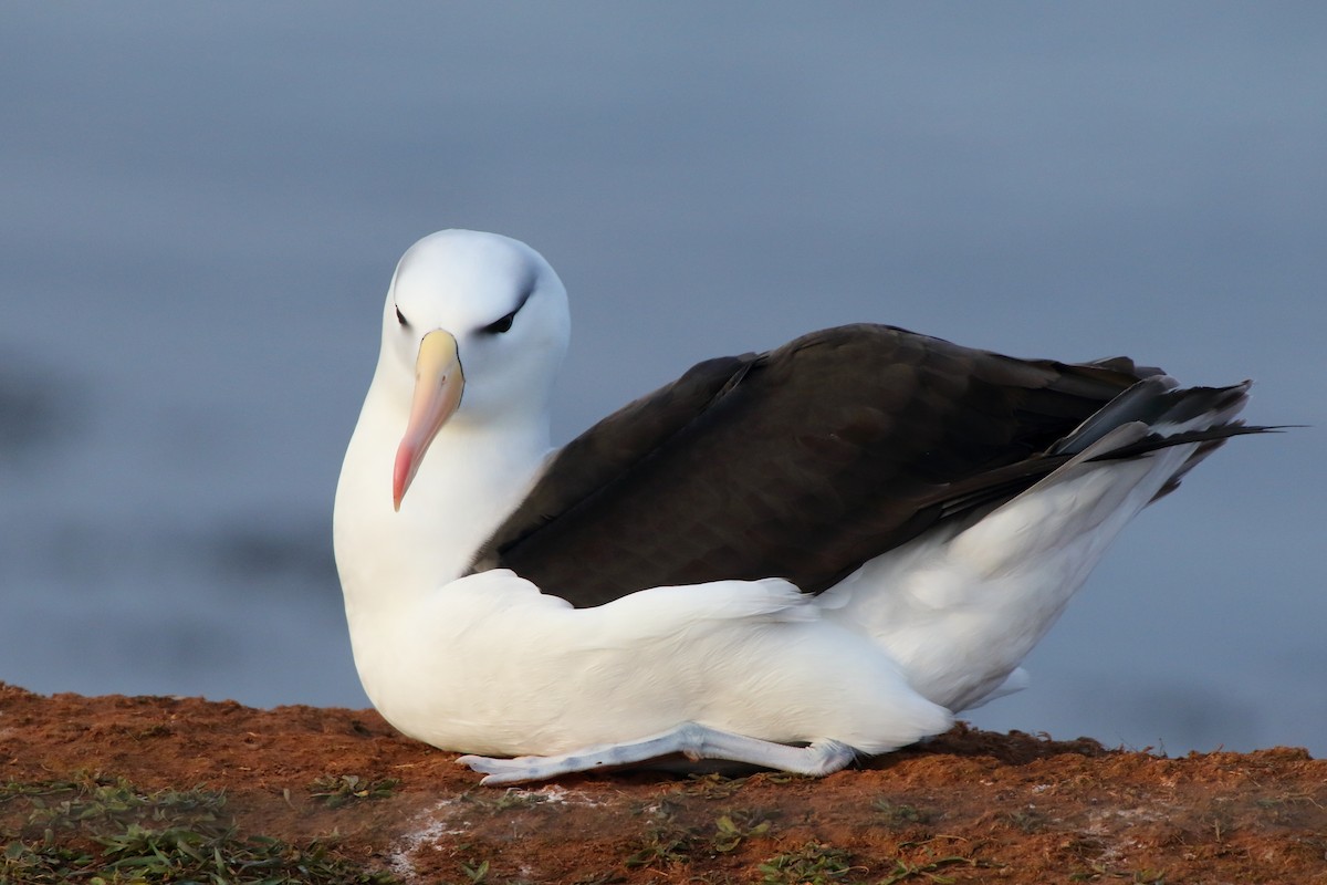 Black-browed Albatross - ML382621831