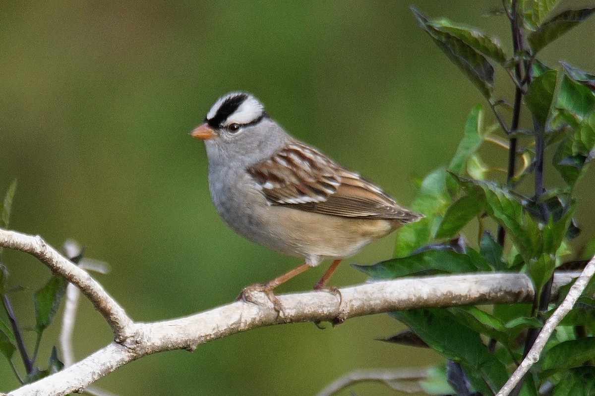 White-crowned Sparrow - ML382622401