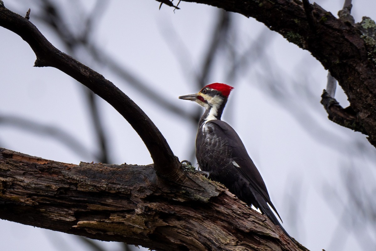 datel chocholatý - ML382622451