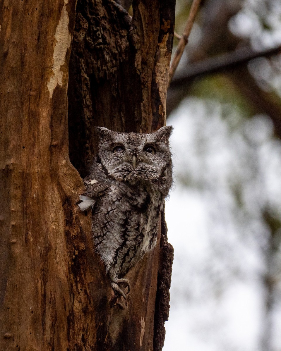 výreček americký - ML382622471