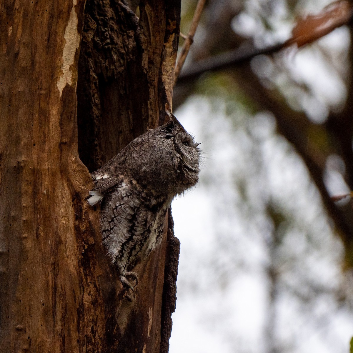 výreček americký - ML382622481