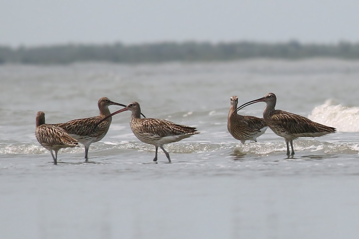 Eurasian Curlew - ML382622521