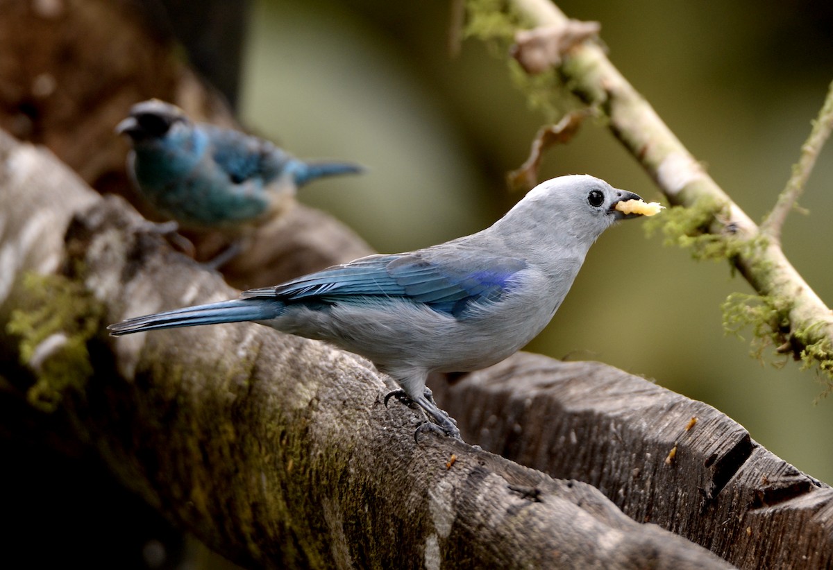 Blue-gray Tanager (Blue-gray) - Gloria Markiewicz