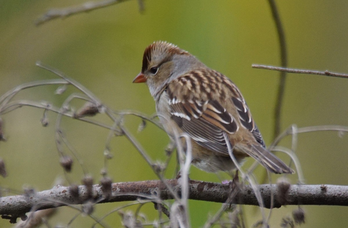 White-crowned Sparrow - ML382624141