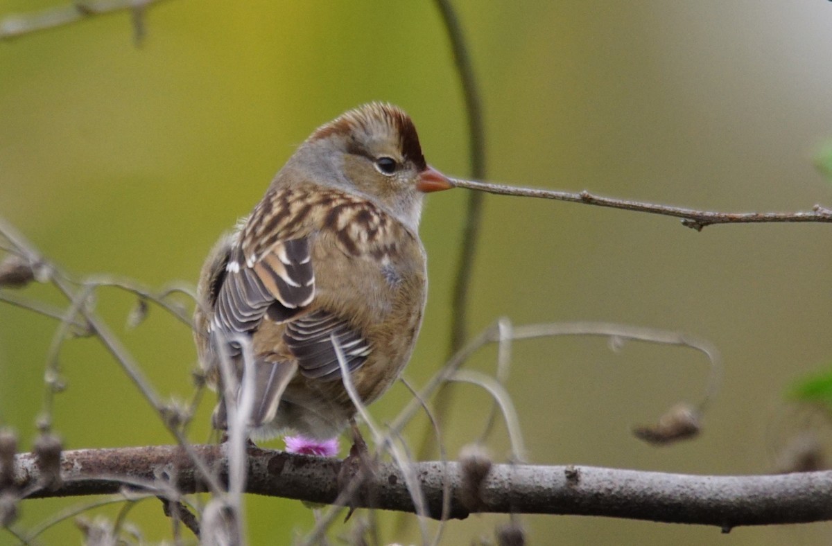 White-crowned Sparrow - ML382624151