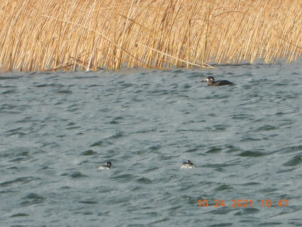 Surf Scoter - ML382625801