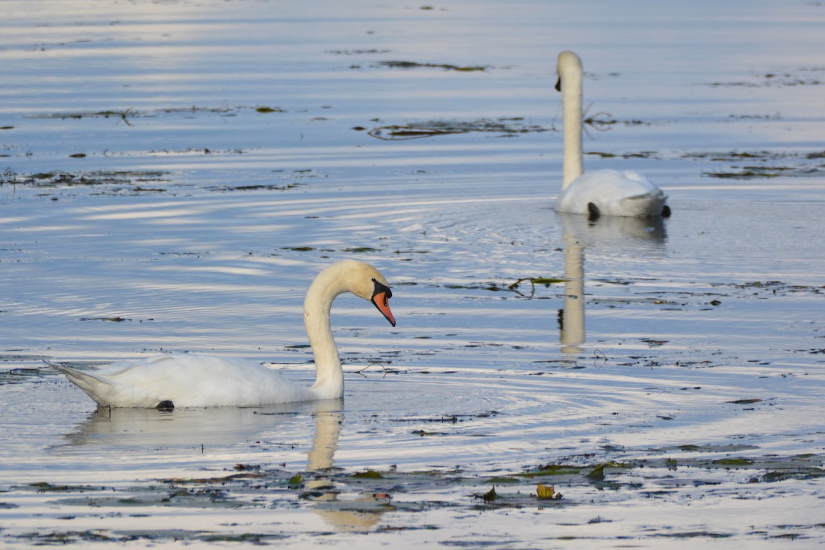 Mute Swan - ML382625851