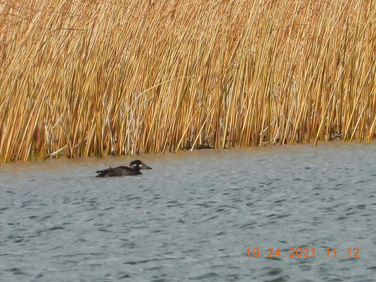 Surf Scoter - ML382625941