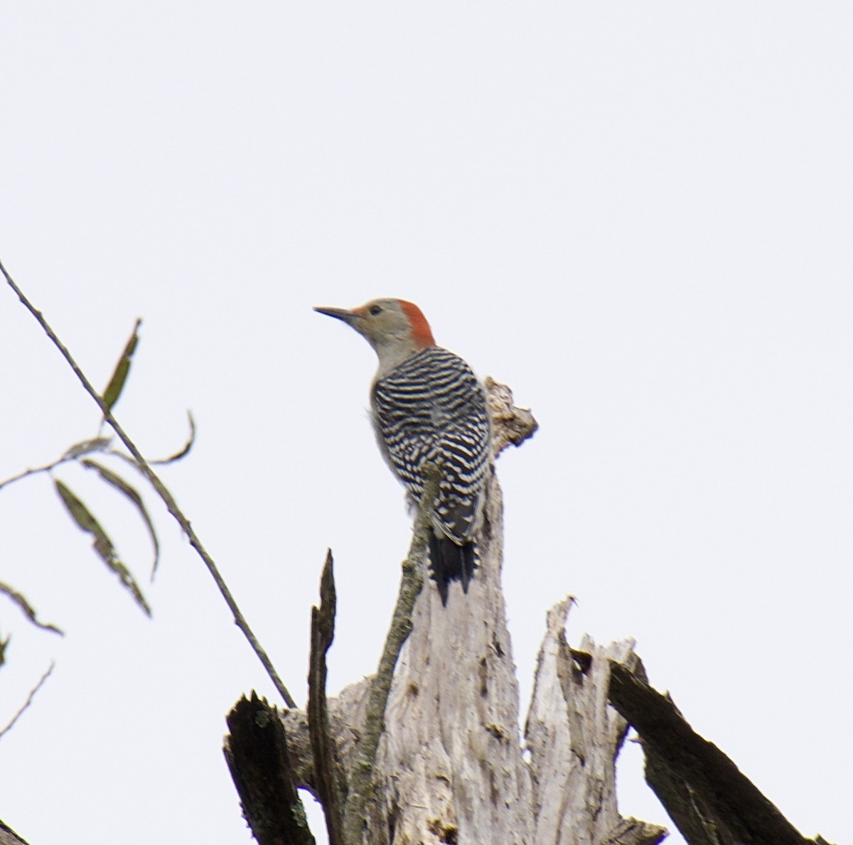Red-bellied Woodpecker - ML382626831