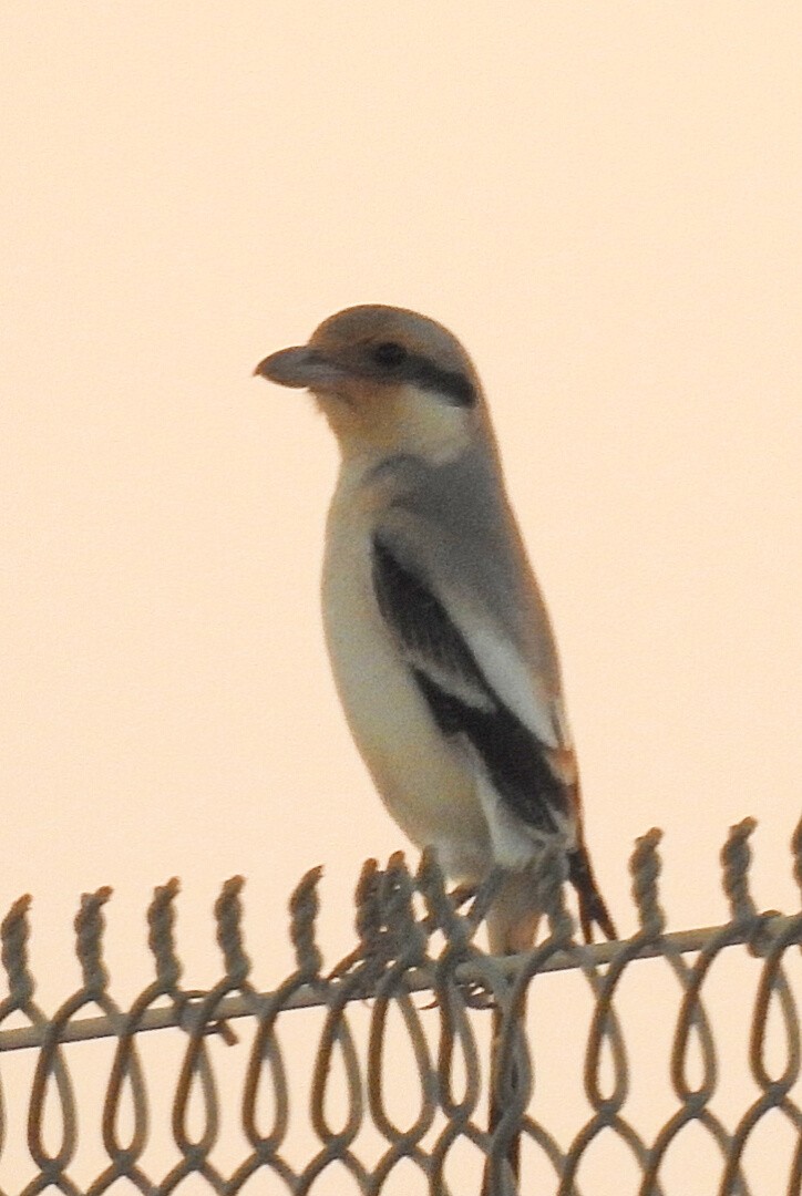 Great Gray Shrike - ML382627001