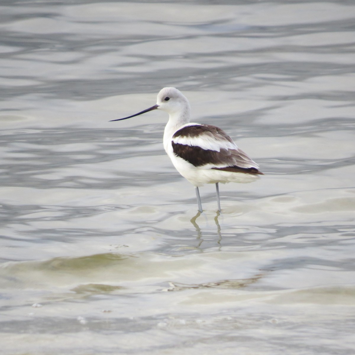 Avoceta Americana - ML382627921