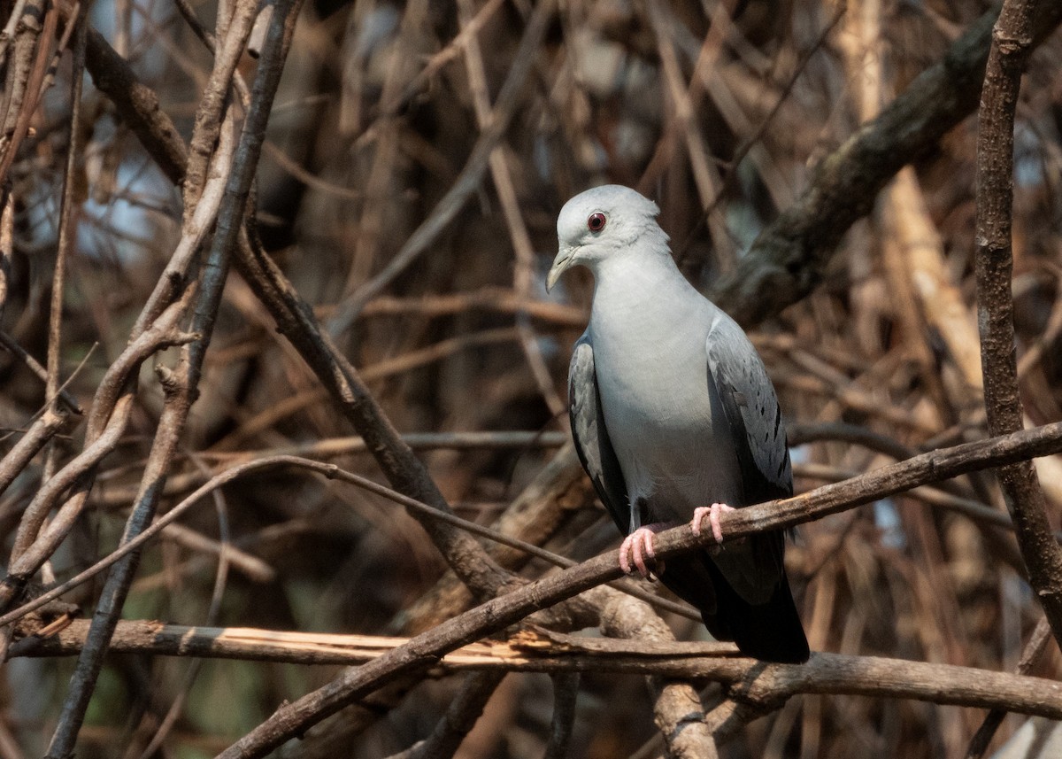 Blue Ground Dove - ML382628081