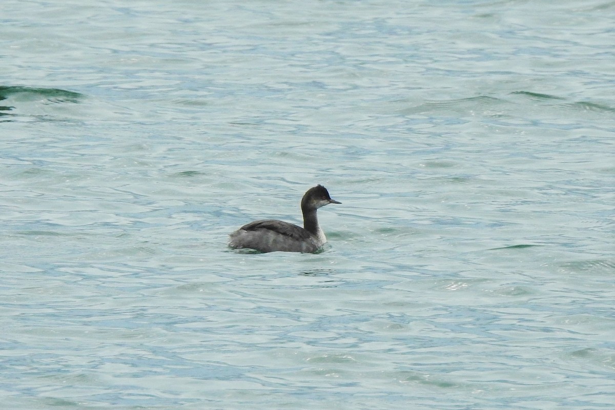 Eared Grebe - ML382629381